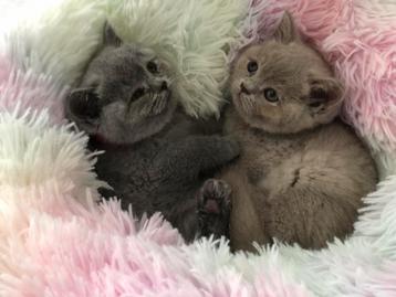 Britse korthaar kittens beschikbaar voor biedingen