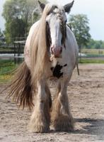 Mooie tinkermerrie zoekt gouden huisje, Merrie, Recreatiepony