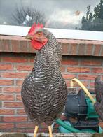Amrock hanen, Dieren en Toebehoren, Pluimvee, Mannelijk, Kip