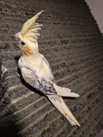 Nog twee tamme valkjes beschikbaar, Dieren en Toebehoren, Vogels | Parkieten en Papegaaien, Vrouwelijk, Parkiet, Geringd