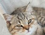 Lieve Britse korthaar katers, Kater, Gechipt, 0 tot 2 jaar