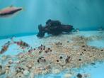 Corydoras Panda, pantsermeerval, Dieren en Toebehoren, Vissen | Aquariumvissen, Vis, Zoetwatervis