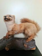 Taxidermie Marter, Ophalen of Verzenden, Zo goed als nieuw, Wild dier, Opgezet dier