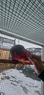 SPOED lutino rose kaketoe man gevraagd, Dieren en Toebehoren, Vogels | Parkieten en Papegaaien, Mannelijk, Papegaai