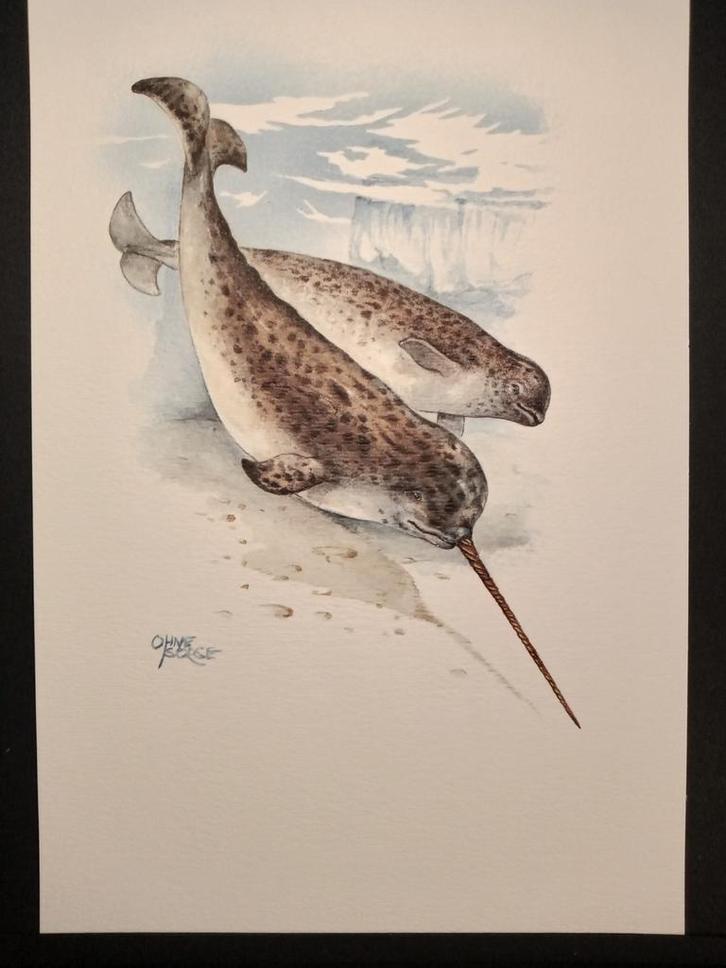 Narwal, Verzamelen, Foto's en Prenten, Zo goed als nieuw, Prent, Dier, 1980 tot heden, Verzenden