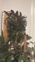 DIRECT OPHALEN - OPRUIMING Cadeaum Variegata 1m hoog!!, Ophalen, Overige soorten, Minder dan 100 cm
