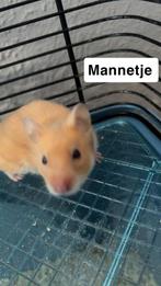 Hamsters, Dieren en Toebehoren, Juni, Hamster, Tam