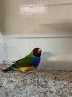 Gouldamadine man, Dieren en Toebehoren, Vogels | Overige Vogels, Mannelijk, Geringd