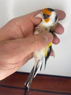 Majur Putter man, Dieren en Toebehoren, Mannelijk, Bastaard