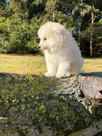 Pomsky x pomeriaan bearface klein, Rabiës (hondsdolheid), Overige rassen, 8 tot 15 weken, Meerdere