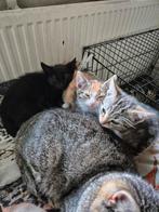 Zwart katertje  te koop   vandaag ophalen 50 euro, Meerdere dieren