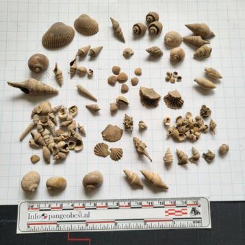 Fossiele Schelpen Collectie Miste oude verzameling #2 beschikbaar voor biedingen