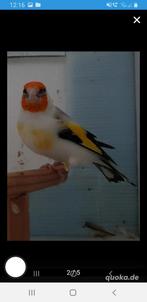 Putters Major, Meerdere dieren, Bastaard