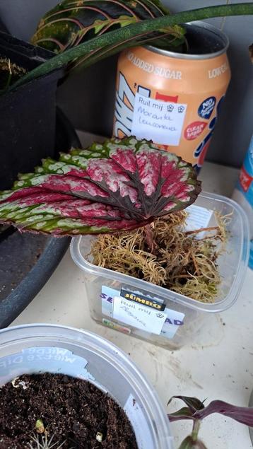 Begonia  beschikbaar voor biedingen