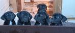 5 Mooie ras echte Cane Corso puppy's, Dieren en Toebehoren, Parvo, Overige rassen, 8 tot 15 weken, Meerdere