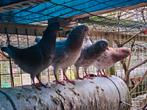 Diverse duiven te koop, Dieren en Toebehoren, Pluimvee, Meerdere dieren, Overige soorten