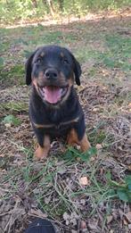 Rottweiler pups mogen naar nieuw huisje, Dieren en Toebehoren, Rabiës (hondsdolheid), 8 tot 15 weken, Groot, Meerdere