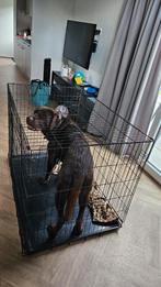 Bench grote hond, Dieren en Toebehoren, Ophalen, Gebruikt