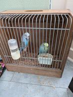 Gratis 4 grasparkieten 3 poppen en 1 man, Dieren en Toebehoren, Vogels | Hokken en Kooien, Ophalen, Zo goed als nieuw, Hout, Vogelkooi