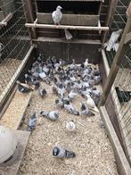 postduif, Dieren en Toebehoren, Vogels | Duiven, Meerdere dieren, Postduif