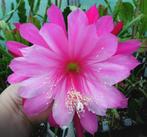 cactus - Epiphyllum WILD PLUM - topper!, Ophalen of Verzenden, Cactus, Volle zon, Minder dan 100 cm
