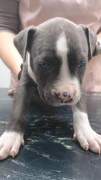 Puppys, Dieren en Toebehoren, Honden | Niet-rashonden, CDV (hondenziekte), 8 tot 15 weken, Meerdere, Meerdere dieren