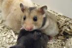 Hamster, Overige typen, Hamster, Ophalen, Minder dan 60 cm