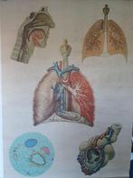 Kaart ademhalingsstelstel - anatomie, Antiek en Kunst, Antiek | Schoolplaten, Ophalen of Verzenden, Natuur en Biologie