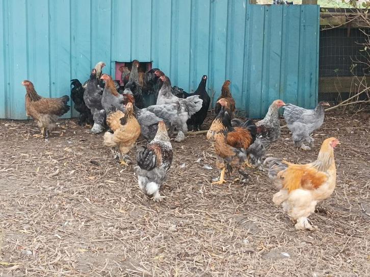 Brahma hanen, Dieren en Toebehoren, Pluimvee, Kip, Mannelijk