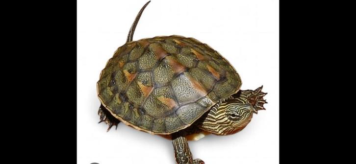 Schildpad, Chinese streepschildpad