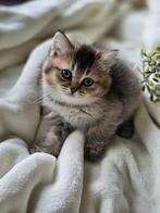 Brits/Britse korthaar kittens jongen en meisje met stamboom, Meerdere dieren, Gechipt