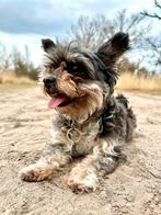 Gratis aangeboden gezonde lieve Yorkshire Biewer 10 jaar oud, Dieren en Toebehoren, 6 jaar of ouder, Overige rassen, Teef, Eén hond