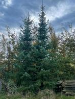 Kerstbomen, Tuin en Terras, Ophalen, Volle zon