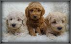 Labradoodle pups, Dieren en Toebehoren, Honden | Retrievers, Spaniëls en Waterhonden, Meerdere, 8 tot 15 weken, Fokker | Professioneel