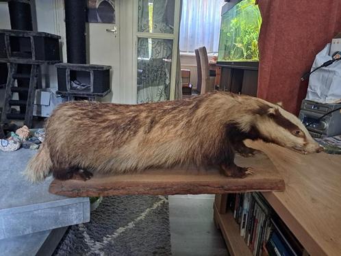taxidermie /taxidermy  opgezette das  (jaren 60), Verzamelen, Dierenverzamelingen, Zo goed als nieuw, Opgezet dier, Ophalen of Verzenden