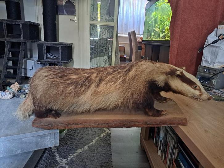taxidermie /taxidermy  opgezette das  (BODEM PRIJS), Verzamelen, Dierenverzamelingen, Zo goed als nieuw, Opgezet dier, Wild dier