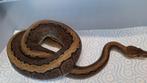 GHI pinstripe 100%het desert ghost, Dieren en Toebehoren, Reptielen en Amfibieën, Slang, 0 tot 2 jaar