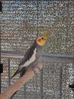 Vogels, Dieren en Toebehoren, Vogels | Parkieten en Papegaaien, Meerdere dieren, Parkiet, Tam