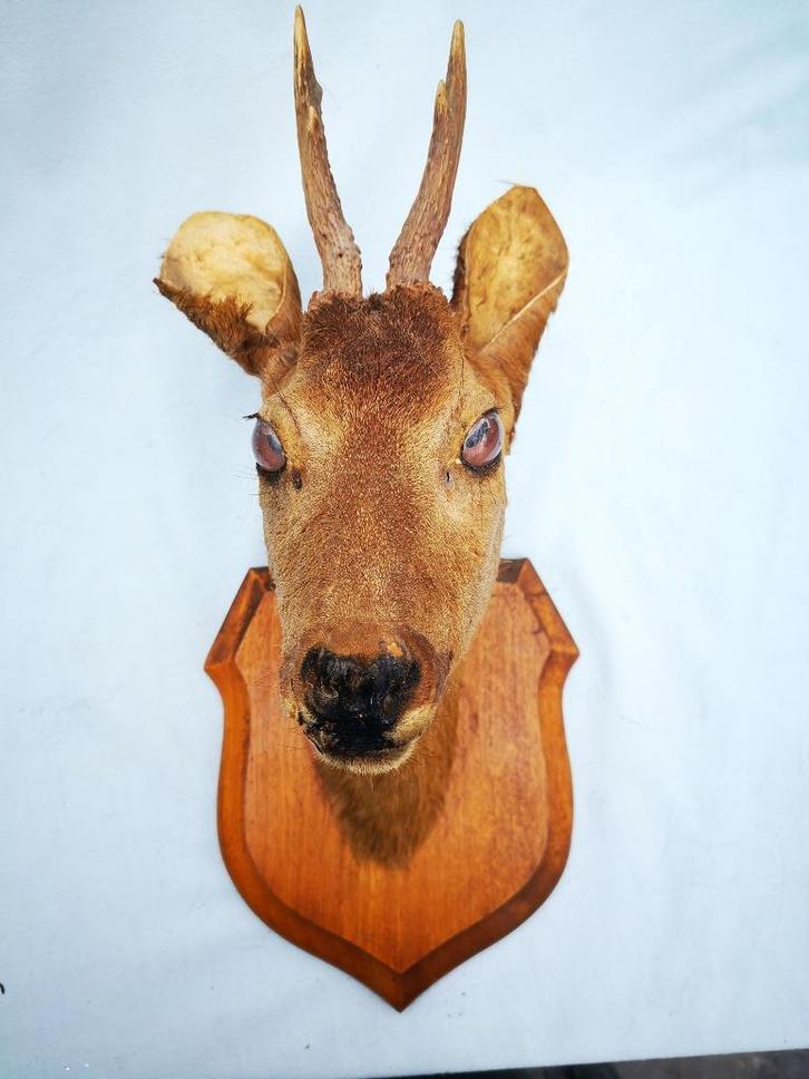 Taxidermie opgezette kop jonge ree reegeit hert houten schil, Verzamelen, Dierenverzamelingen, Zo goed als nieuw, Gewei of Kop