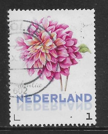 Persoonlijke, JB, Planten, Dahlia (K1831) beschikbaar voor biedingen
