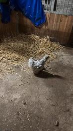 usa zijdehoeder kuikens, Meerdere dieren