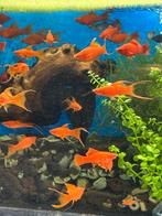 Longfin & Lyretail | Xiphophorus hellerii – zwaarddragers, Dieren en Toebehoren, Vissen | Aquariumvissen, Vis