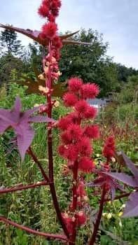 Zaden Ricinus communis, Tuin en Terras, Bloembollen en Zaden, Zaad, Voorjaar, Volle zon, Verzenden