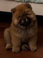 Chow chow pup, Reu, 8 tot 15 weken, Poolhond, Eén hond