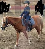 Verzorgpony of verzorgpaard gezocht, Ophalen of Verzenden