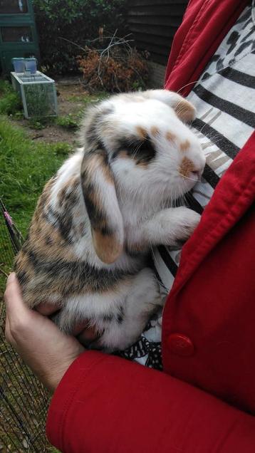 Te koop Baby hangoor konijnen  beschikbaar voor biedingen