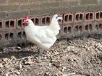 Poule de Bresse broedeieren, Vrouwelijk, Kip