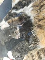 Mooie kittens van 7weken oud, Dieren en Toebehoren, Katten en Kittens | Overige Katten, Meerdere dieren