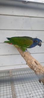 Pionus menstruus zwartoor, Dieren en Toebehoren, Vrouwelijk, Papegaai, Geringd