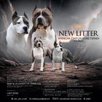 Blauwe Amerikaanse Stafford-puppy's te koop, Dieren en Toebehoren, Honden | Jack Russells en Terriërs, 15 weken tot 1 jaar, Parvo